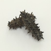 日本關東遼參 75頭 (每兩)